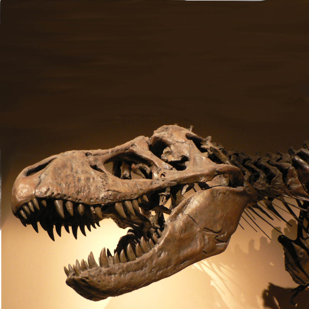 Fossils and the Flood