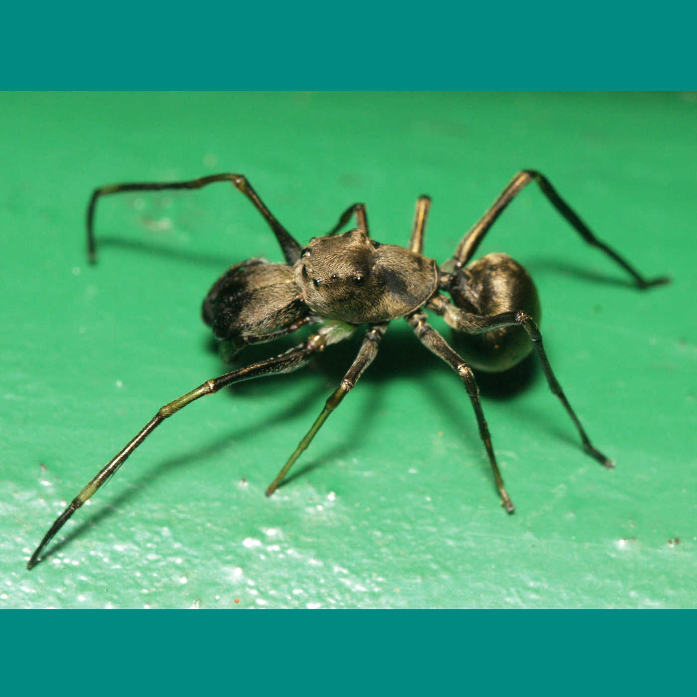 The Good Mother Spider