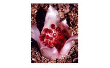 Rare and Hidden Flowers