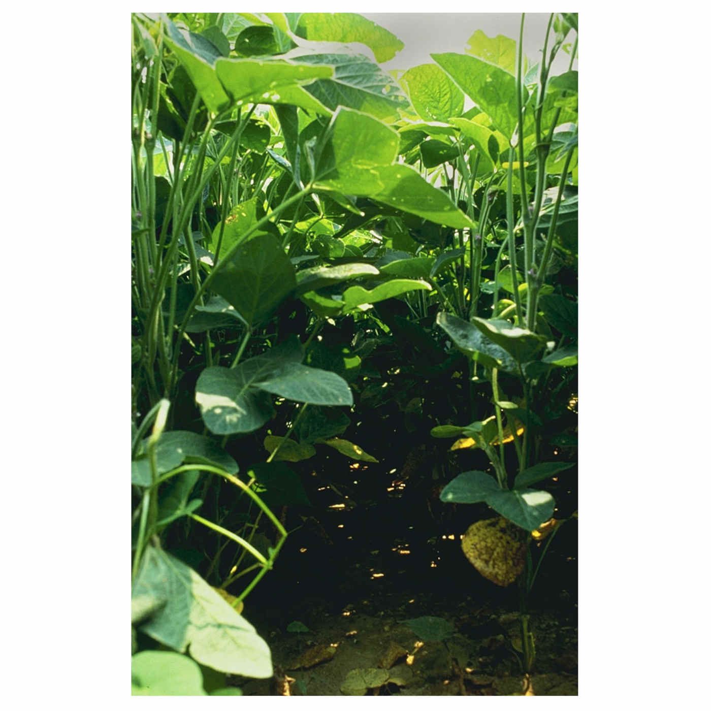 Plant and Bacteria Communicate