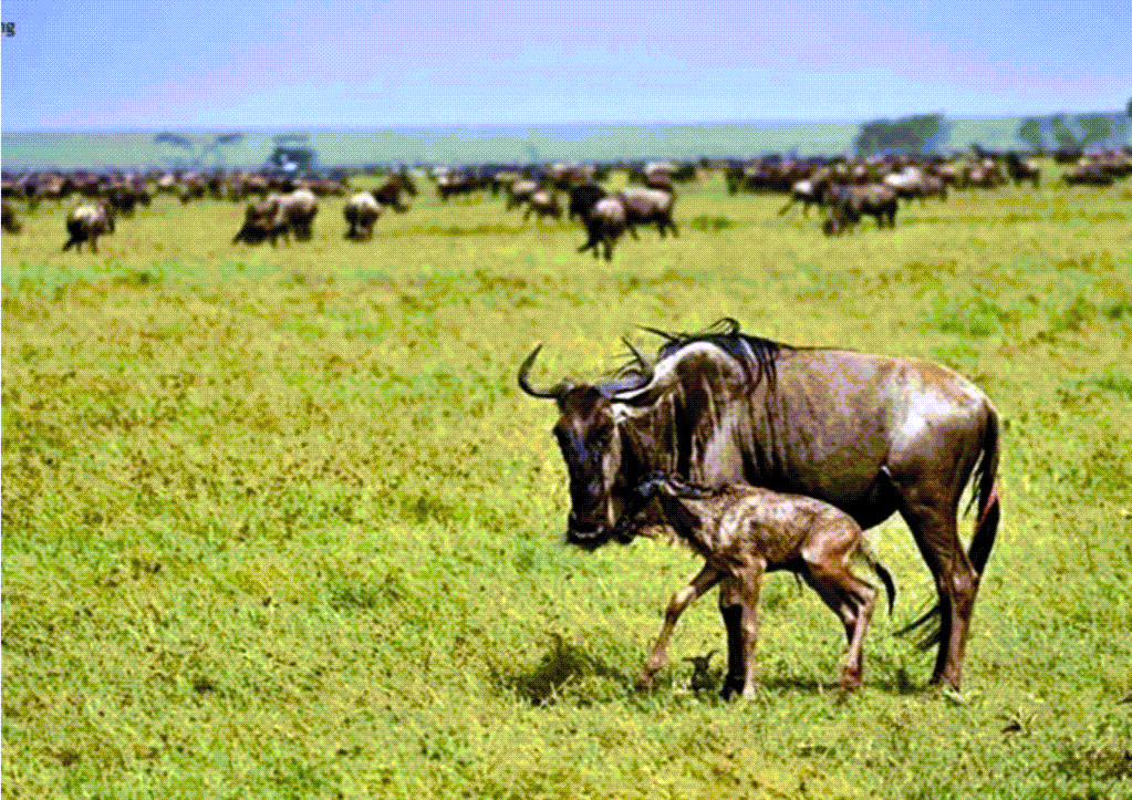 Book Now For the Wildebeest Calving Season