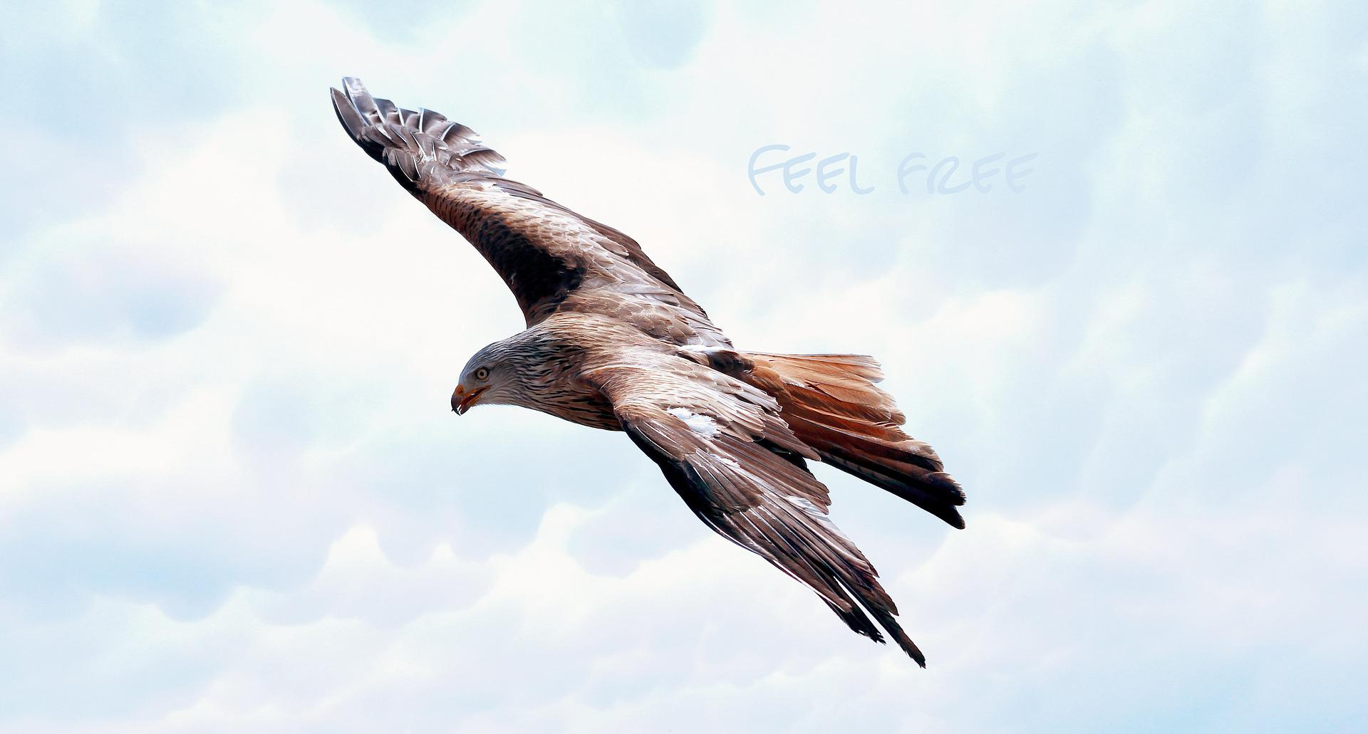 Bird Podcast with Shoba Narayan