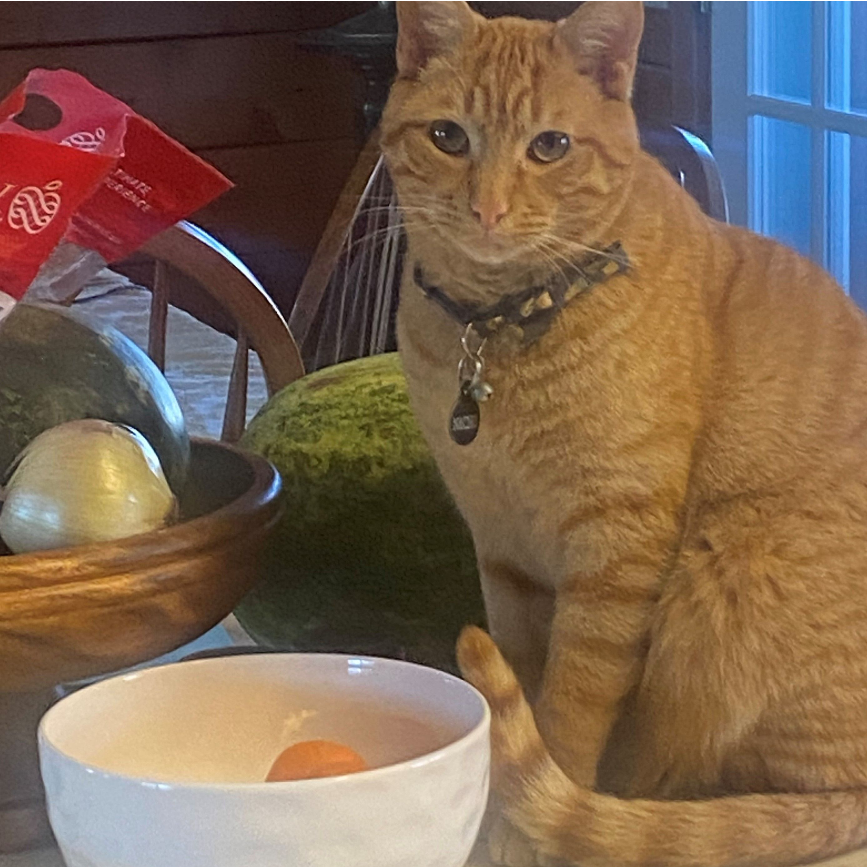The Animal Whisperer with Suzan Vaughn: Animal Communication Stories