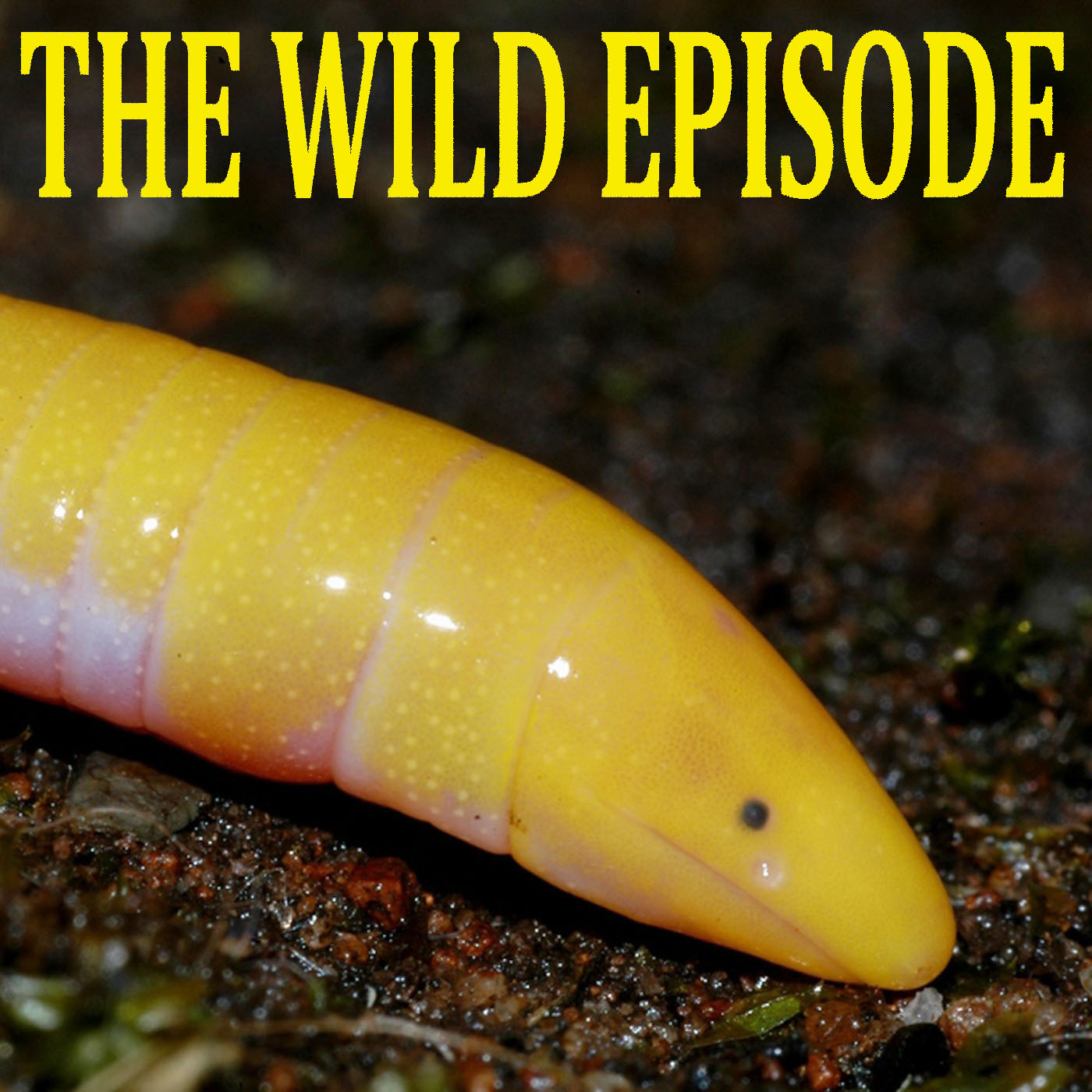 The Wild Episode