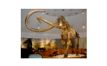 Is the Mammoth Making a Comeback?