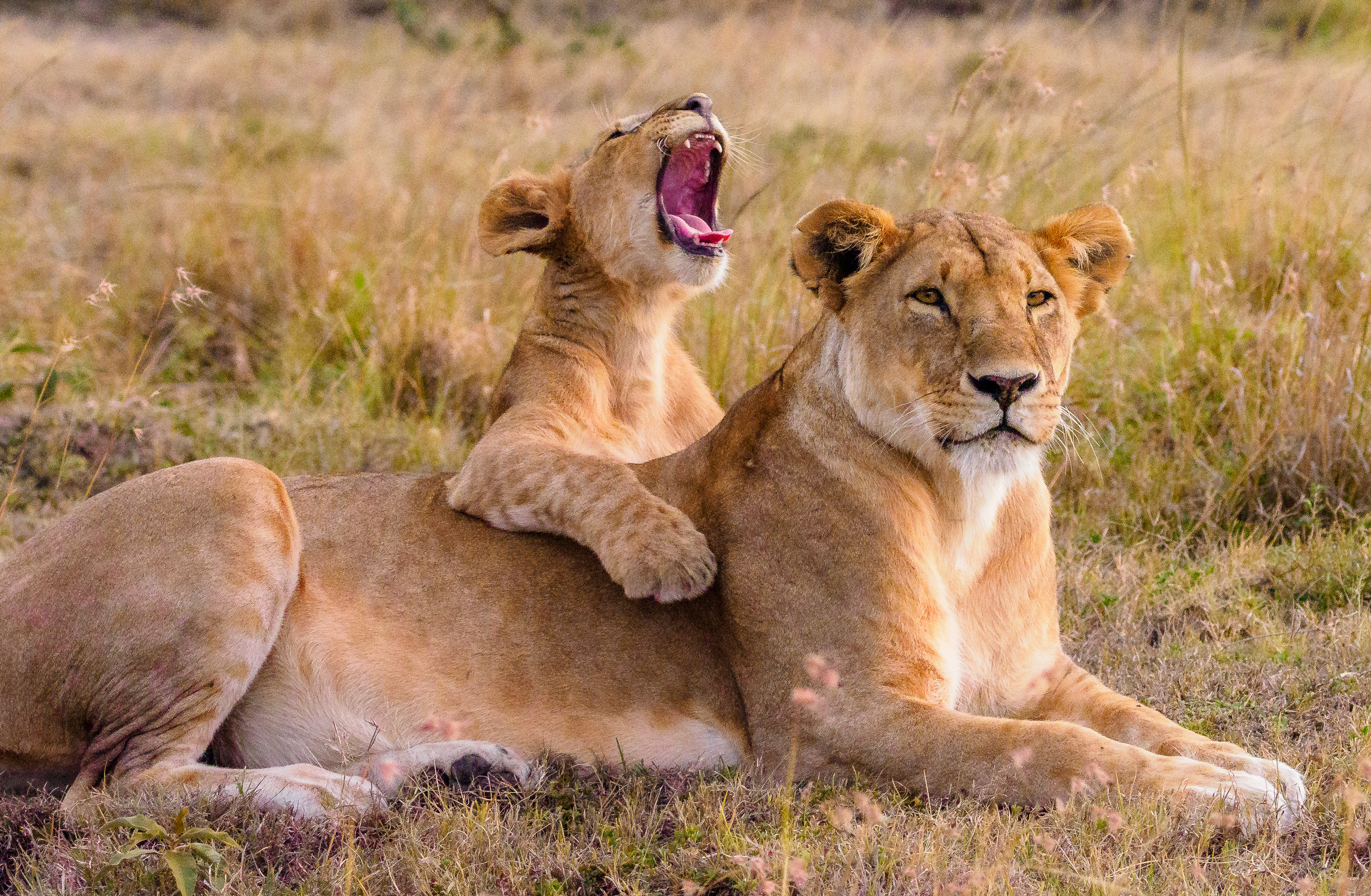 Adventure With Africa Kenya Safaris
