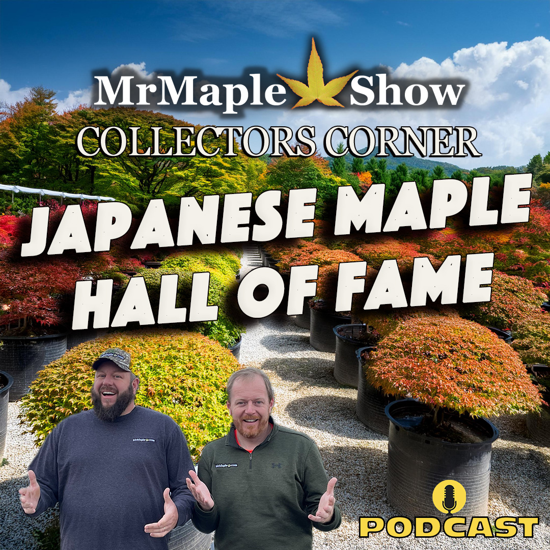 MrMaple Show