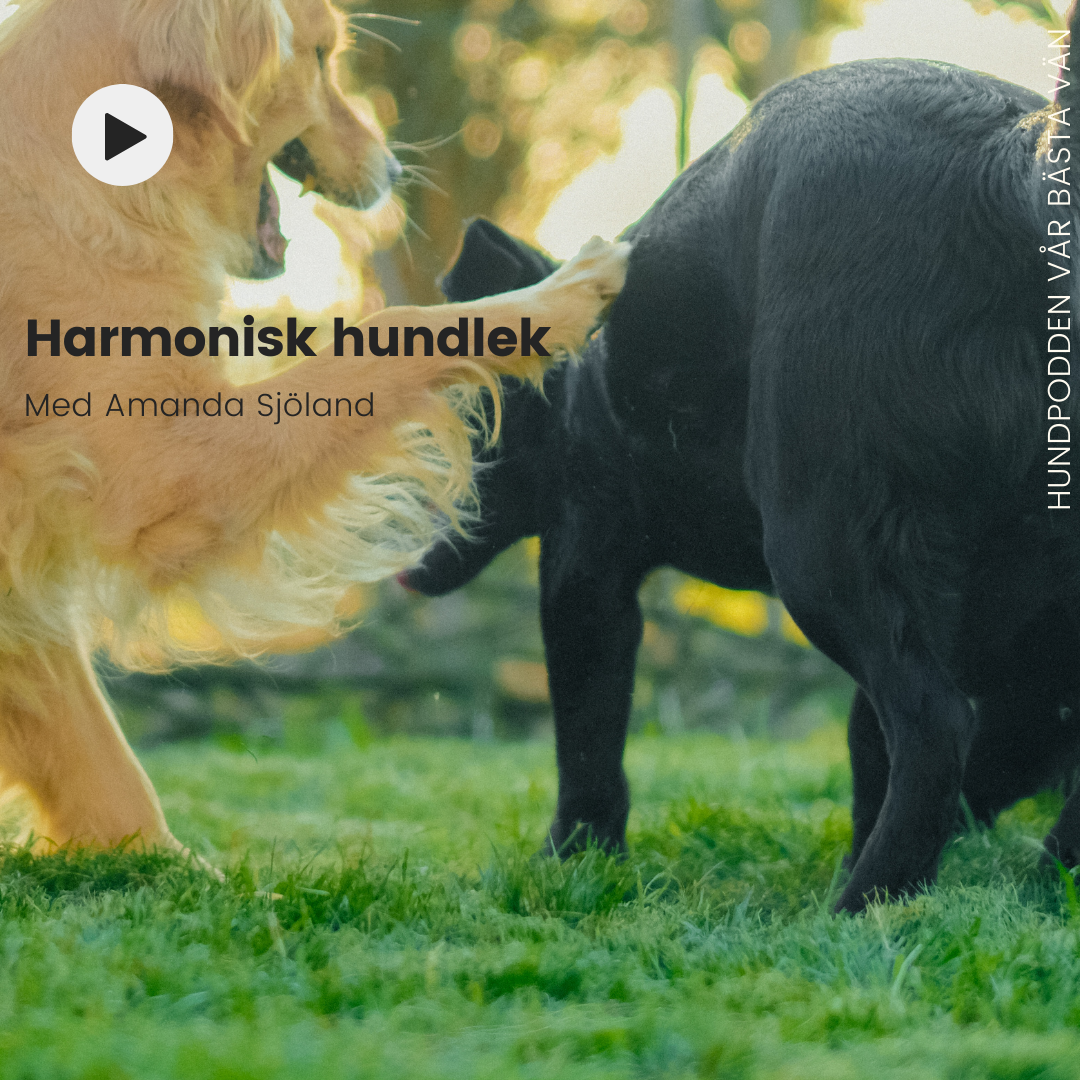 Hundpodden Vår Bästa Vän