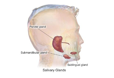 Saliva Is Nothing to Spit At