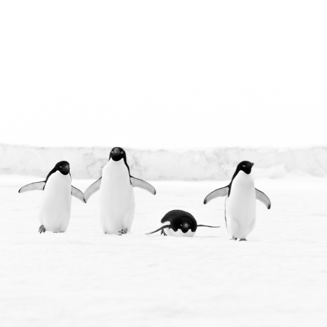 We Defend the Ocean