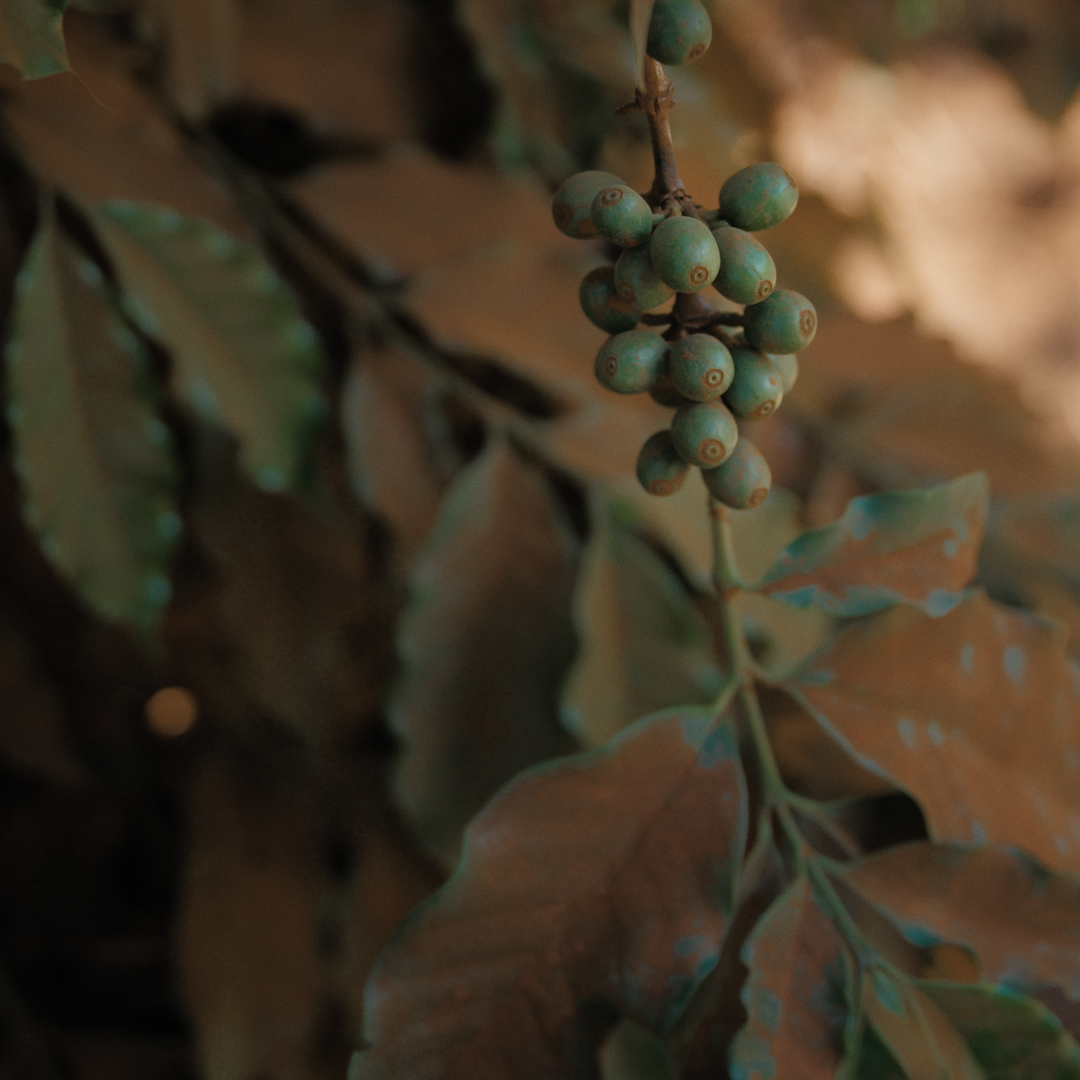 Audio-Introduction - With An Acre