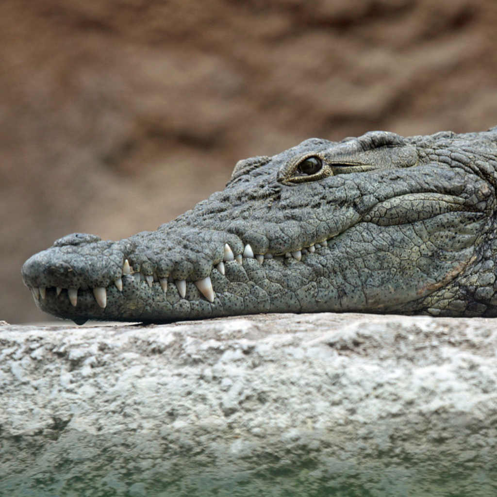 Crocodiles