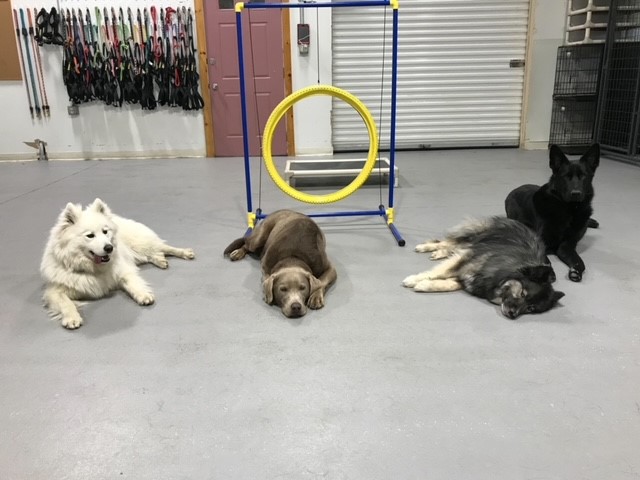 Vermont Dog Trainer Show