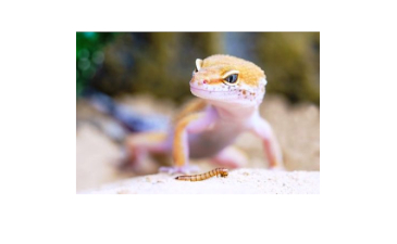 Geckos Don’t Need Flashlights
