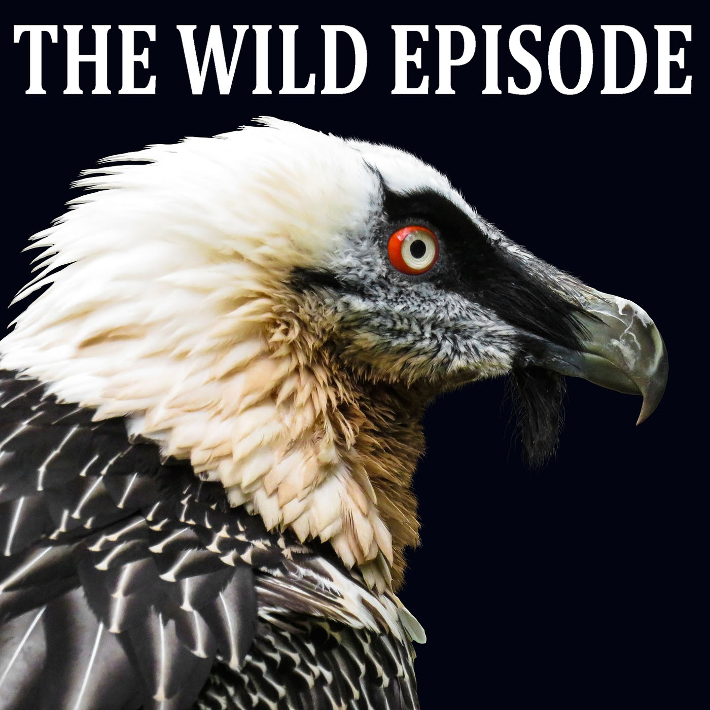 The Wild Episode