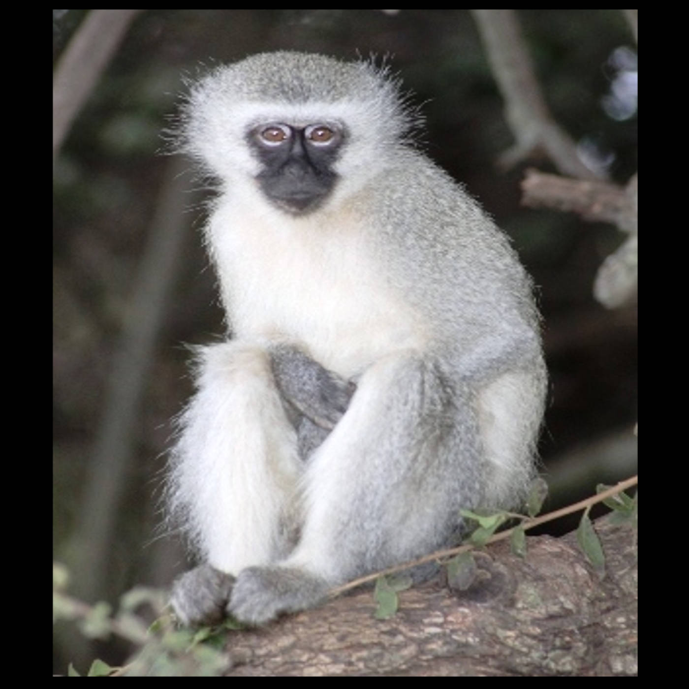 Monkey Talk