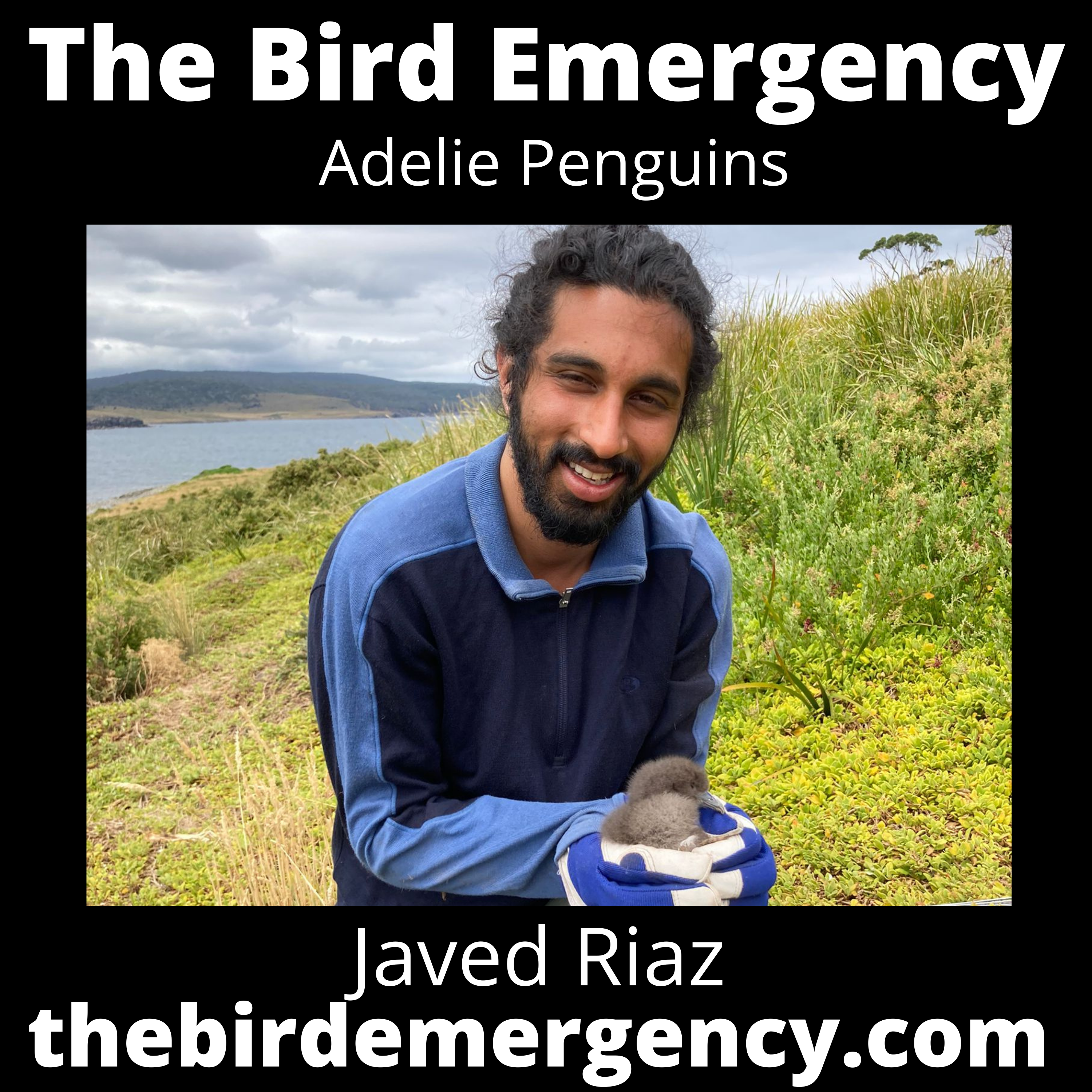 The Bird Emergency