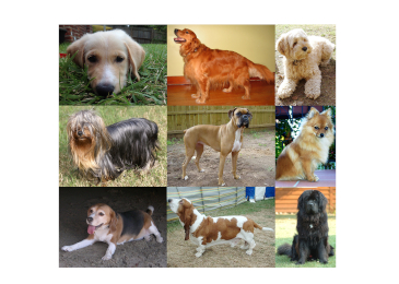 One Best Friend, Many Varieties
