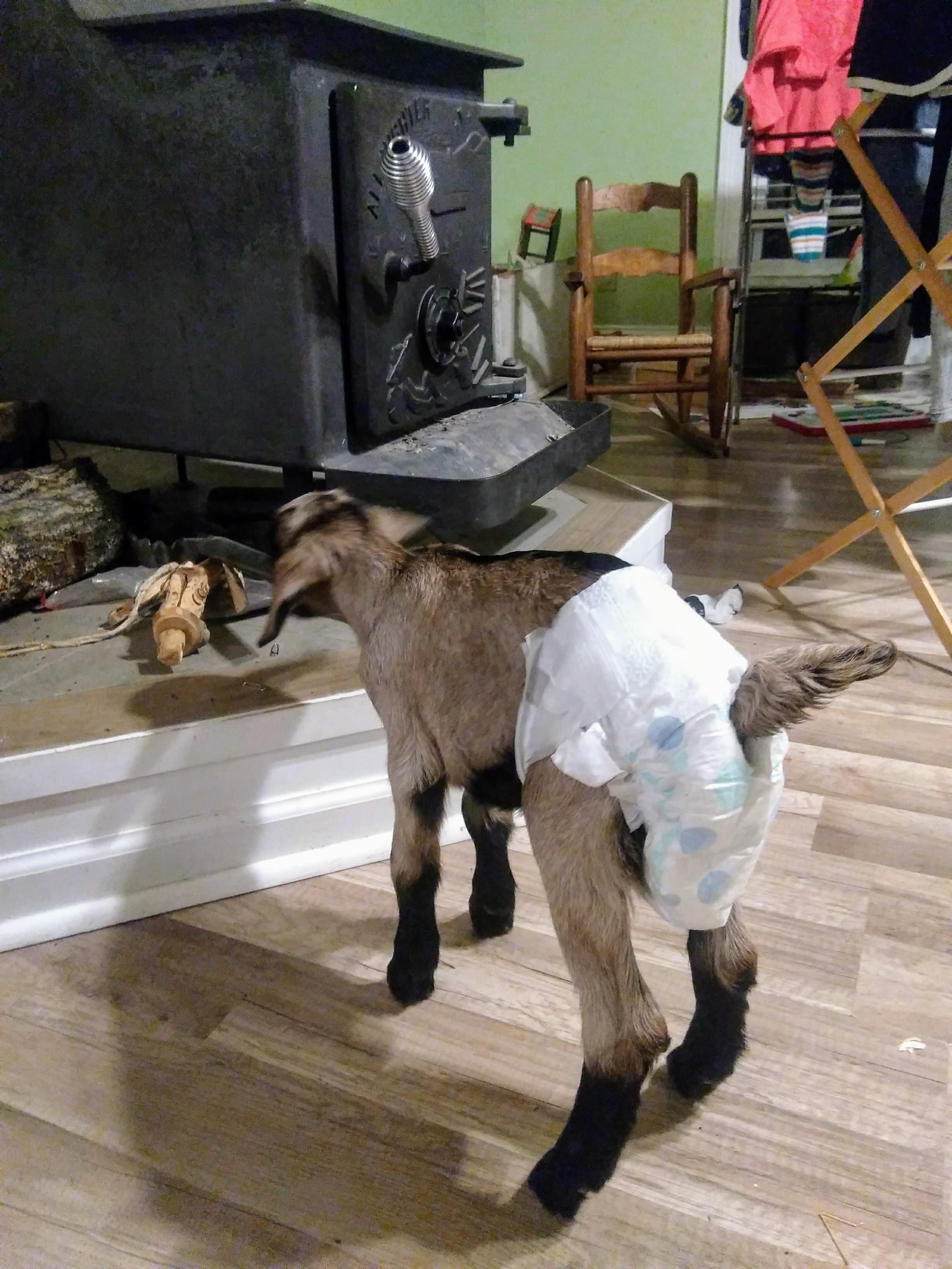 A Goat Riddled Update