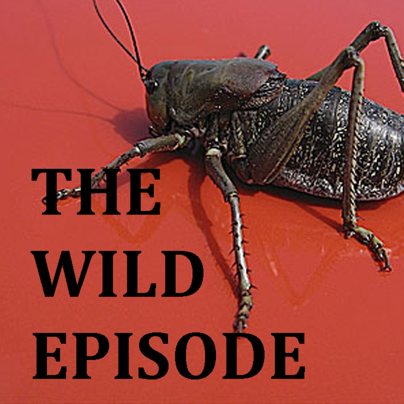 The Wild Episode