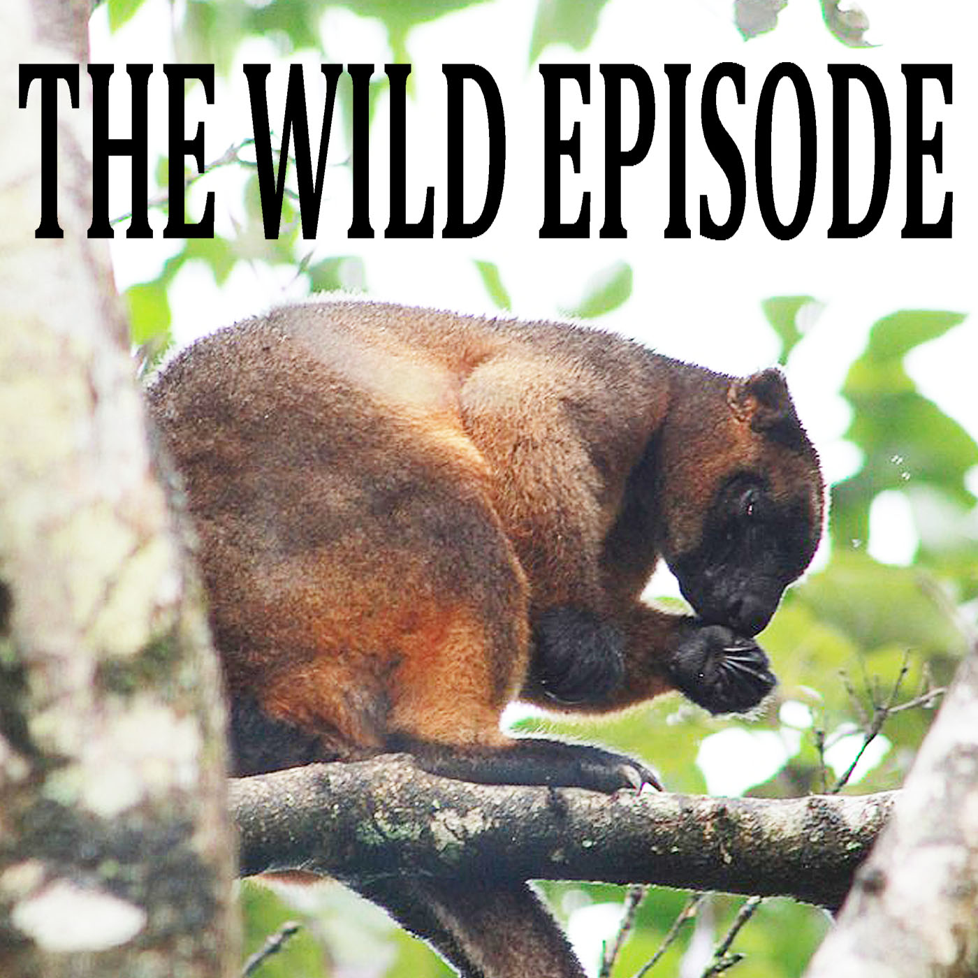 Lumholtz's Tree Kangaroo : Change is the Only Constant