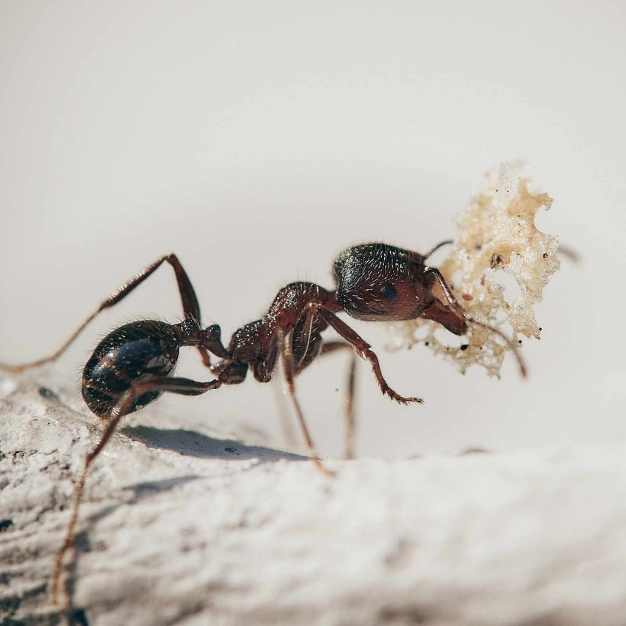 Anti-Evolutionary Behavior