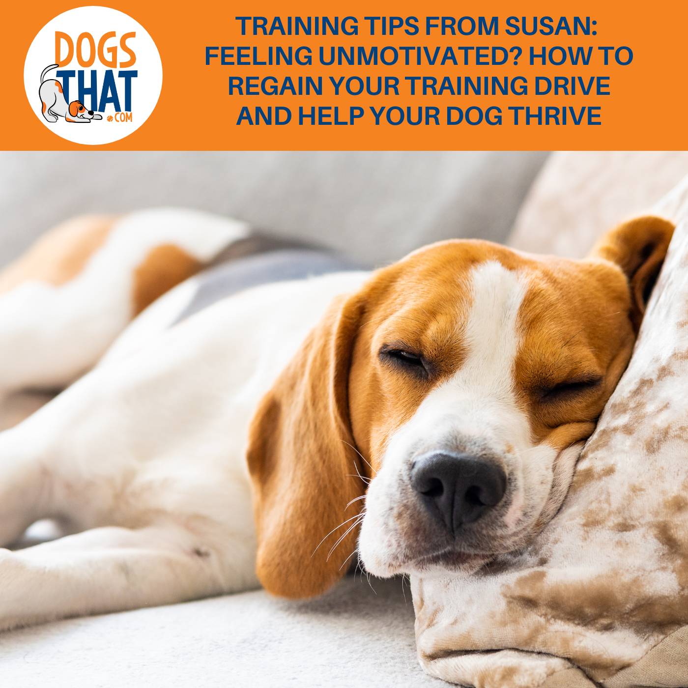Training Tips From Susan: Feeling Unmotivated? How To Regain Your Training Drive And Help Your Dog Thrive