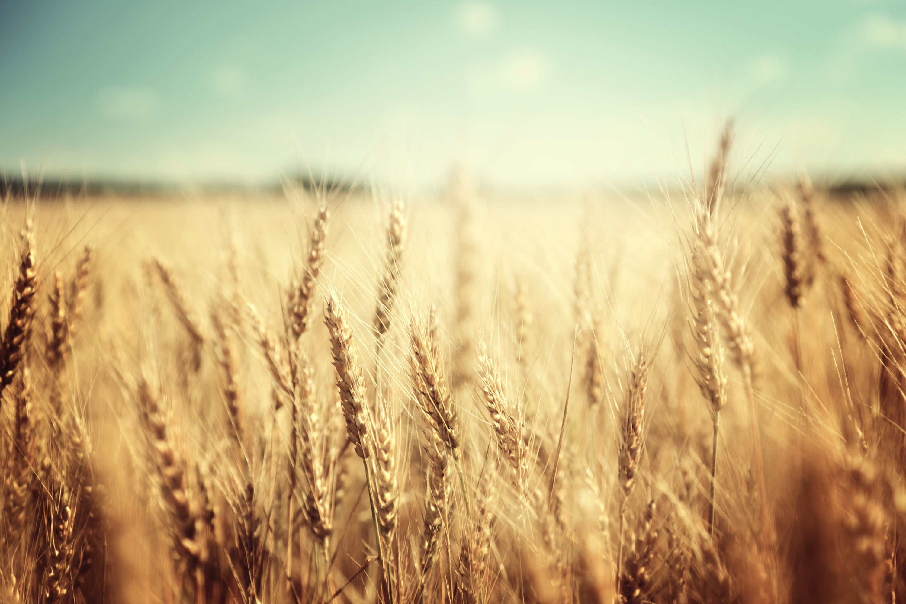 RaboResearch Food & Agribusiness North America