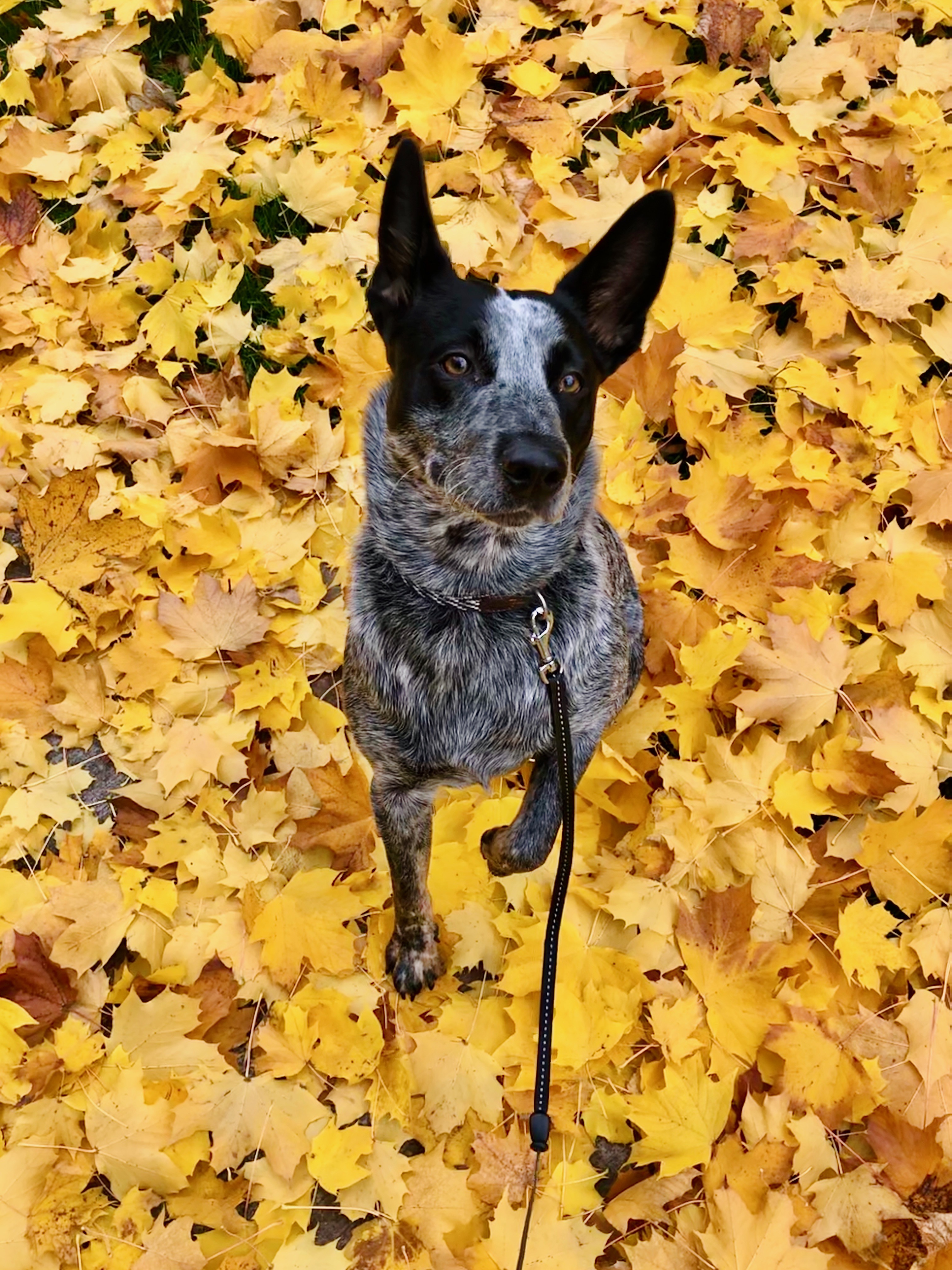 The Good Boy Podcast