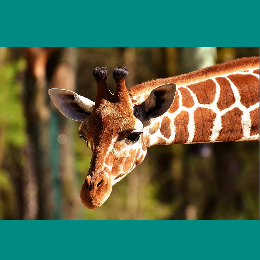 The Giraffe's Wondernet