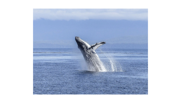 A Whale of a Problem