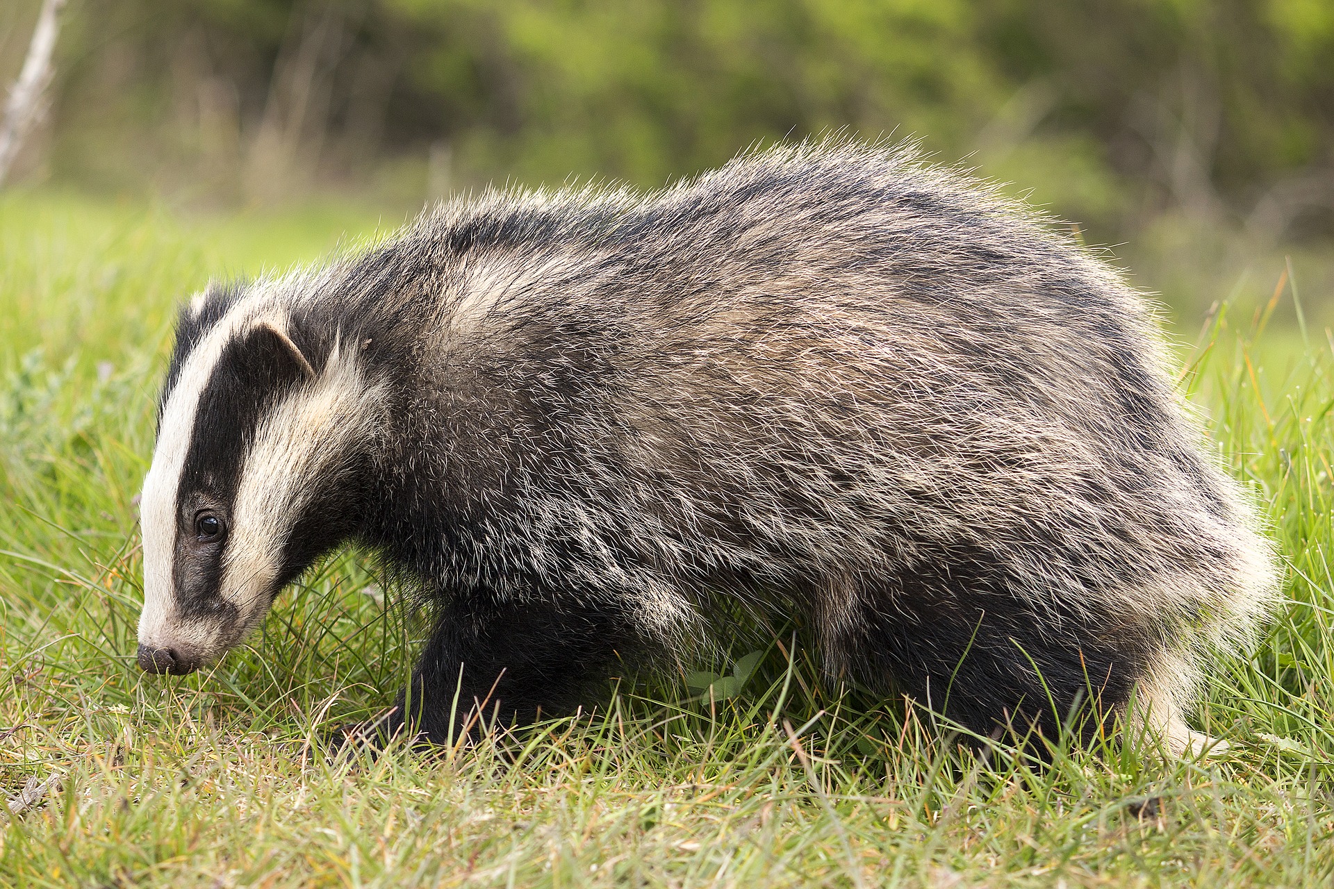 The Badger and The Bear