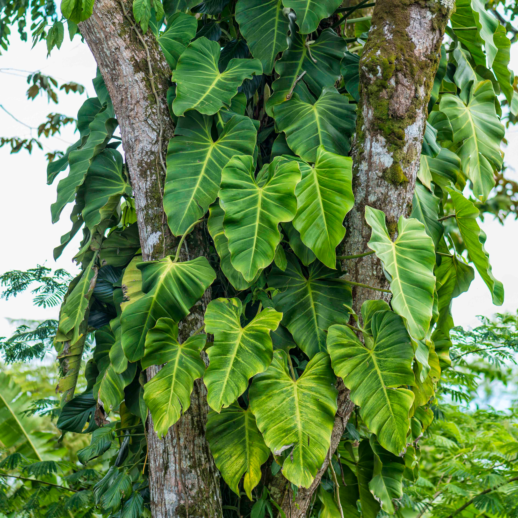 Mystery of the Elephant Ears