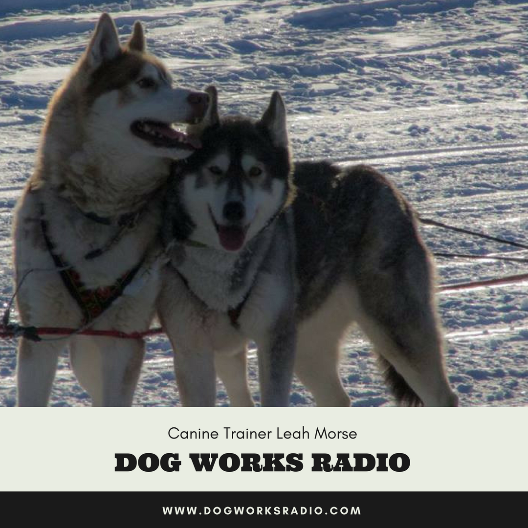 Dog Works Radio