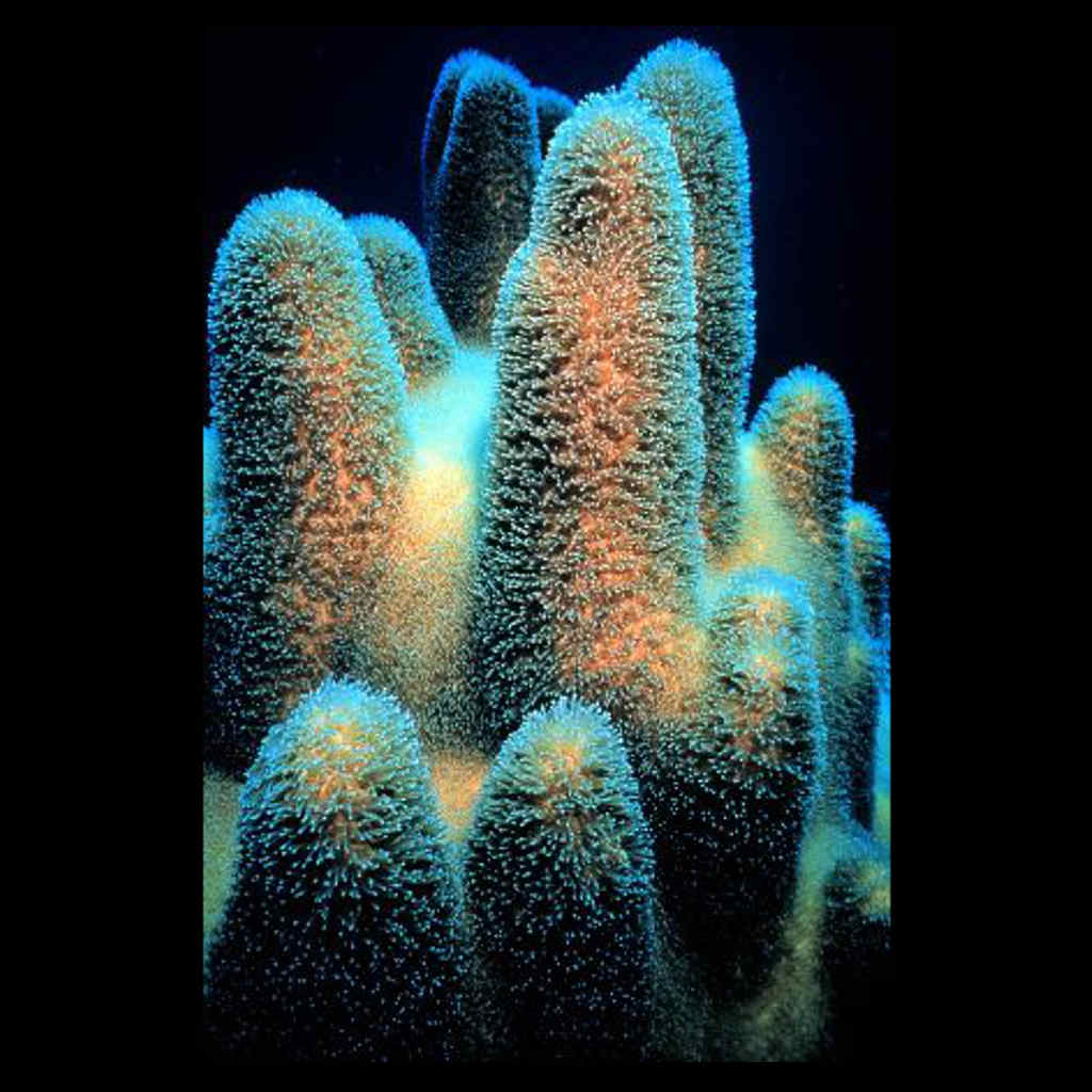 Coral Grows Faster than Thought