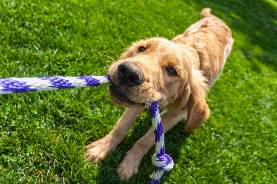 Vermont Dog Trainer Show