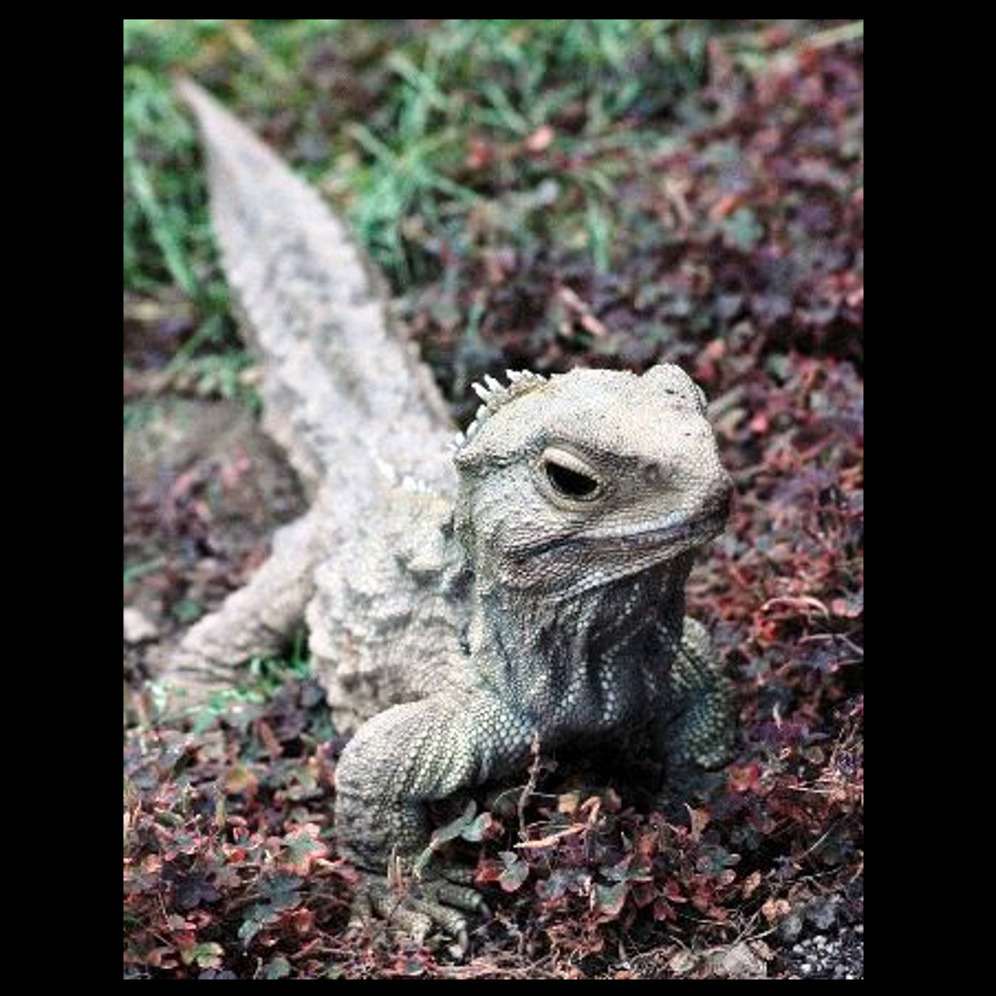 The Tuatara