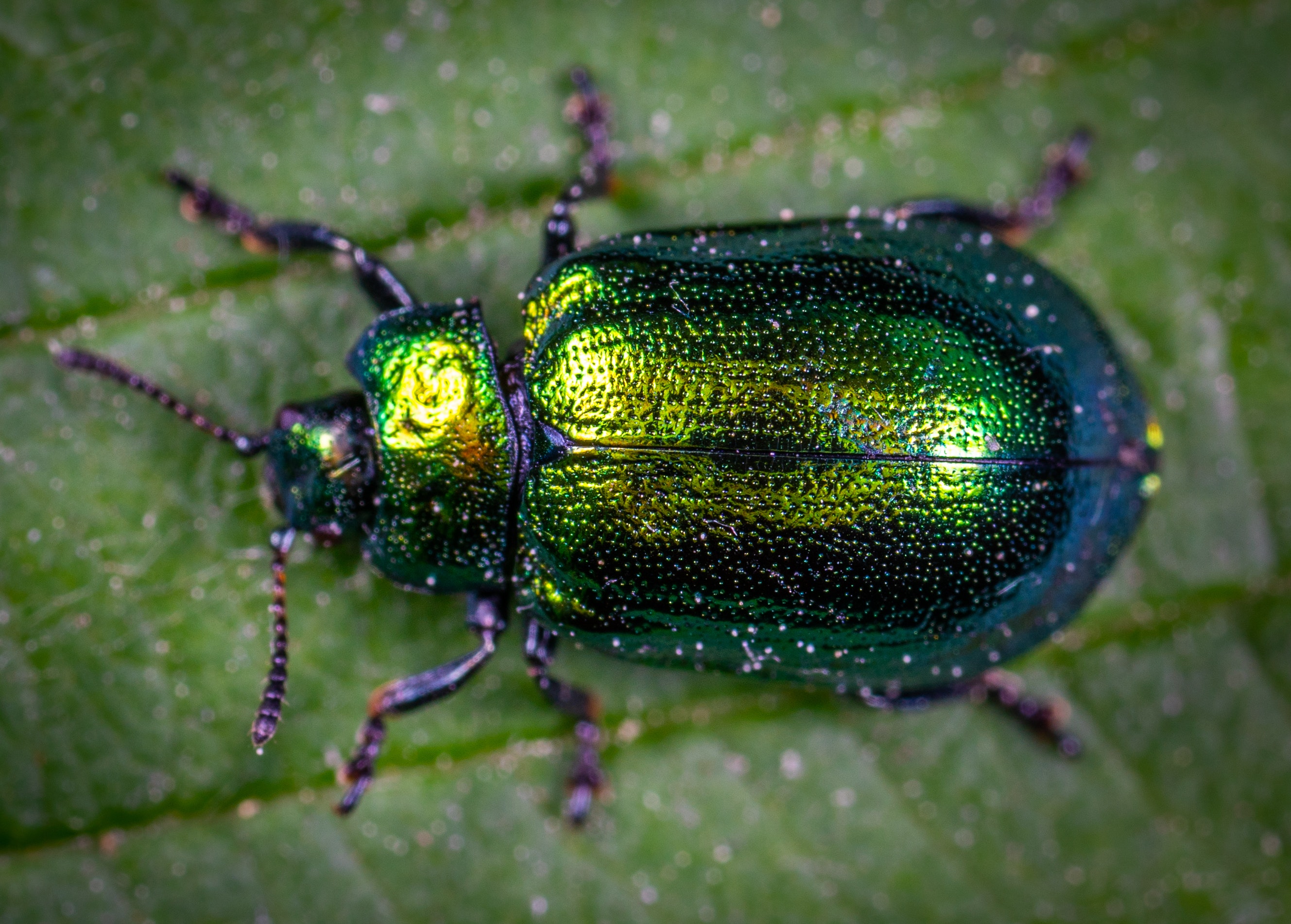 How the Brazilian Beetles Got Their Gorgeous Coats - A Brazilian Folktale