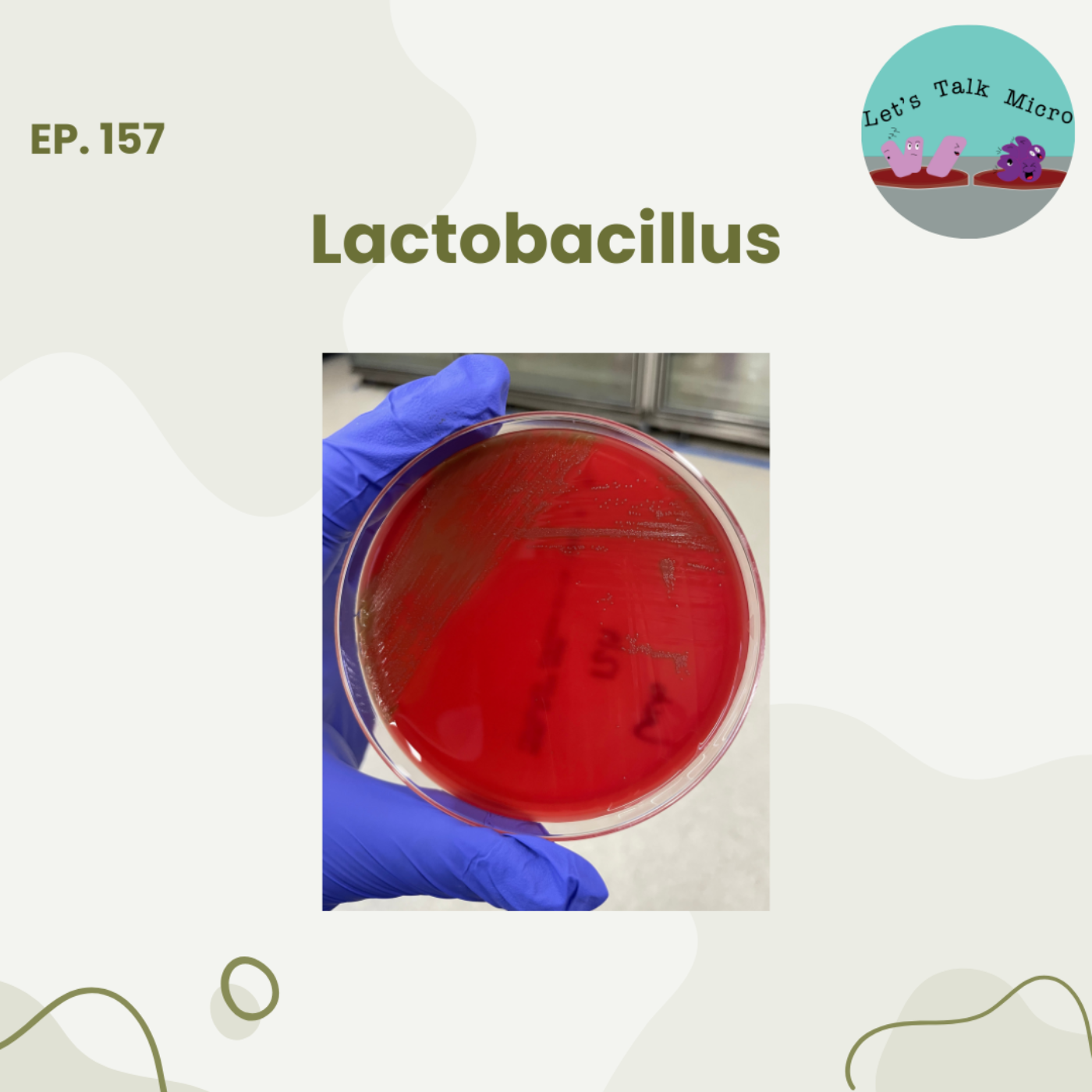 157: Lactobacillus