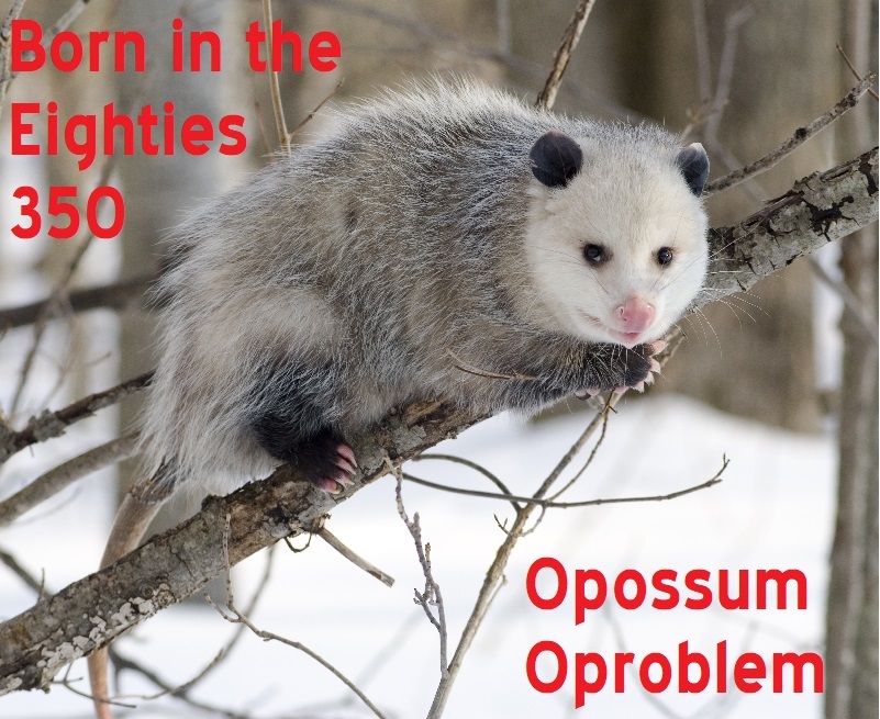 Born in the Eighties 350: Opossum Oproblem