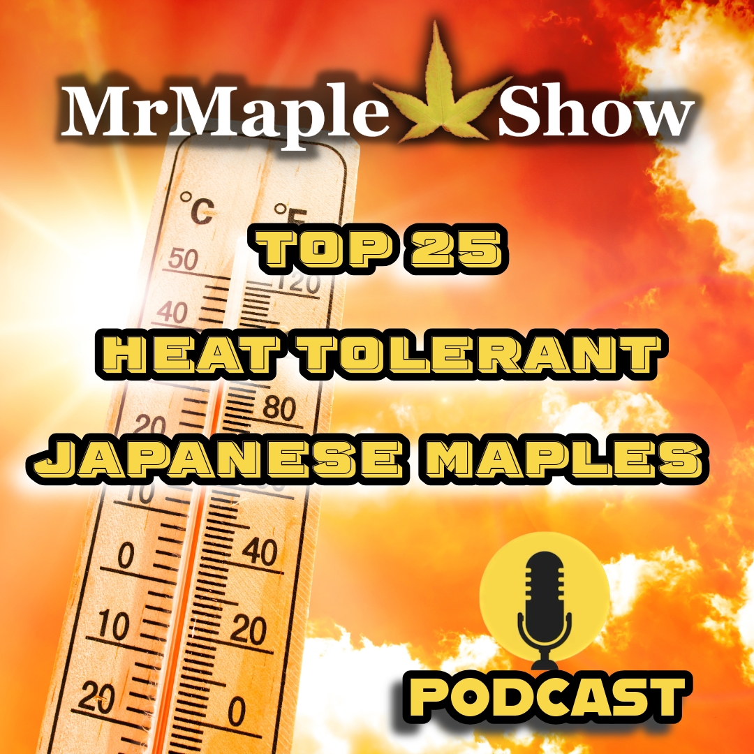MrMaple Show