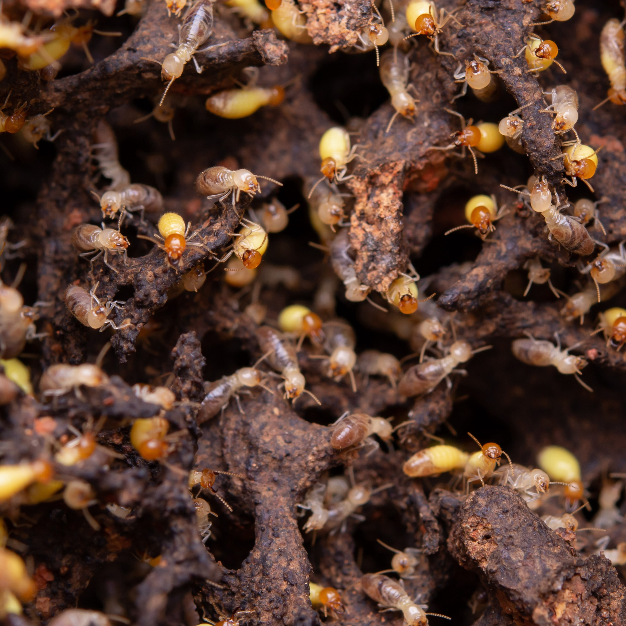 Fossil Termites
