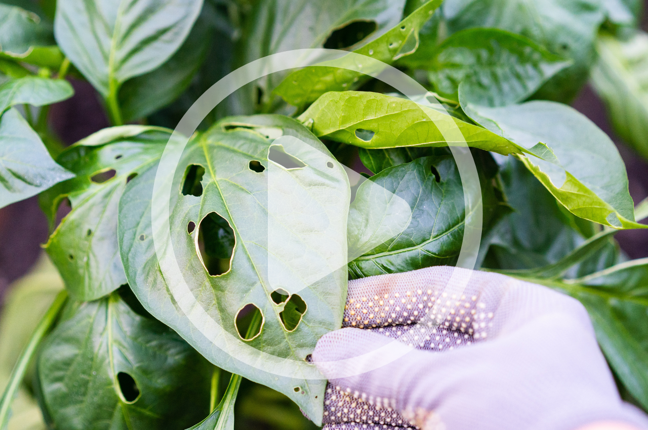 Control Pests Naturally