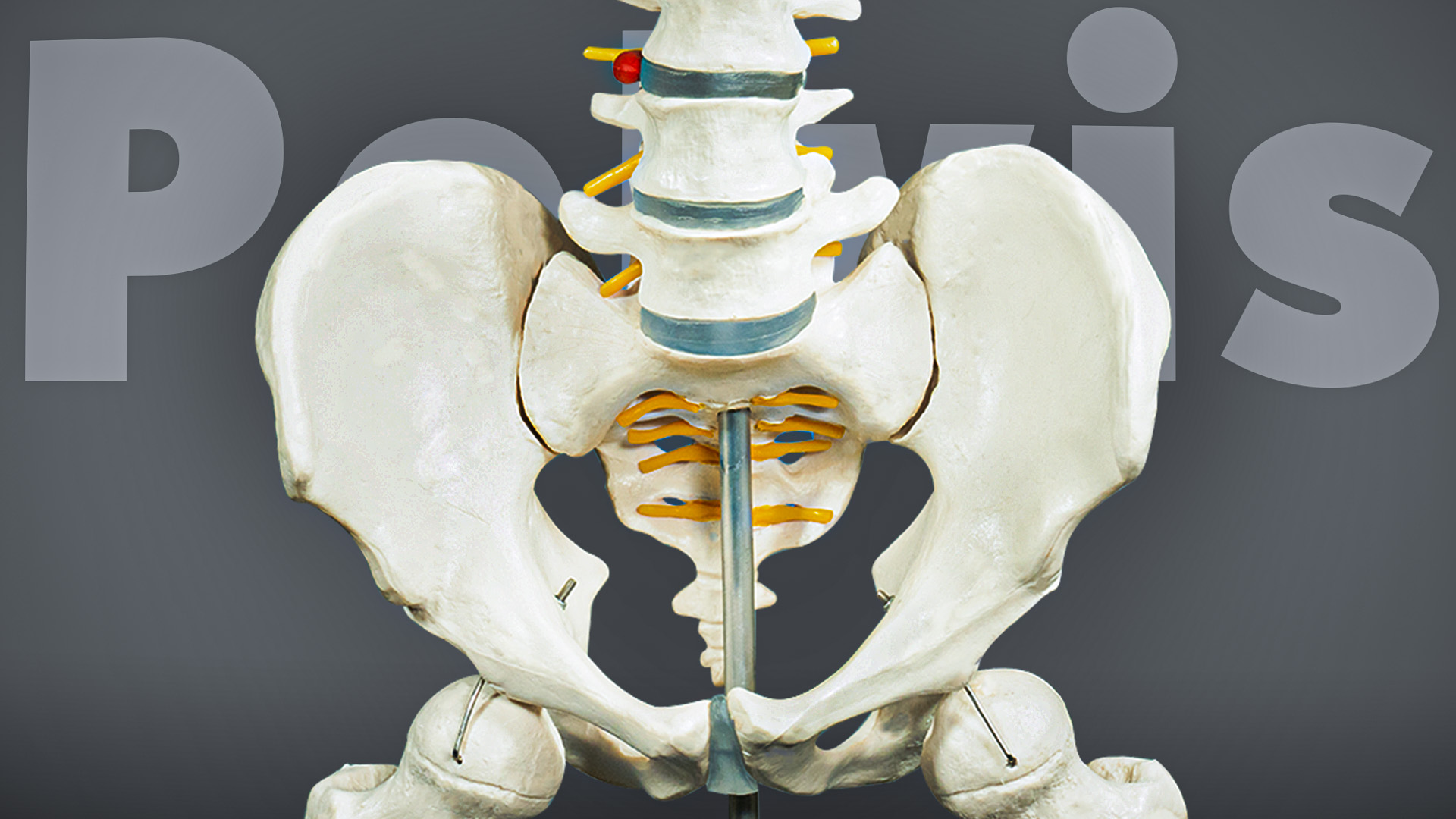 The Last Pelvis Podcast You'll Ever Need