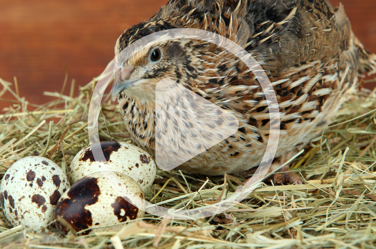 Raising Quail for Meat and Eggs