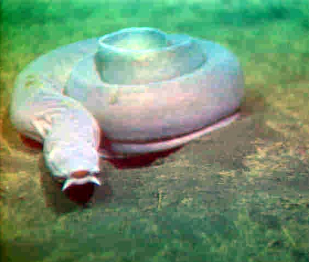 Knot a Fish