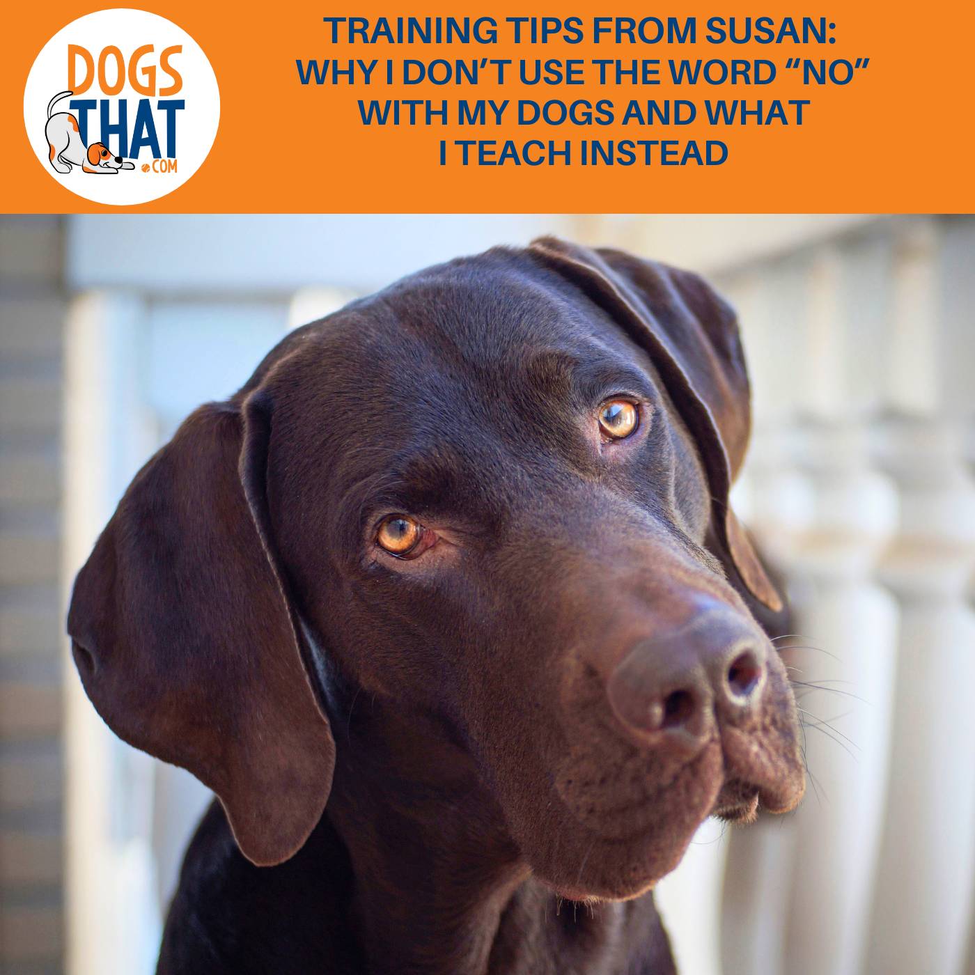 Training Tips From Susan: Why I Don't Use The Word "No" With My Dogs And What I Teach Instead Training Tips From Susan: Why I Don't Use The Word "No" With My Dogs And What I Teach Instead