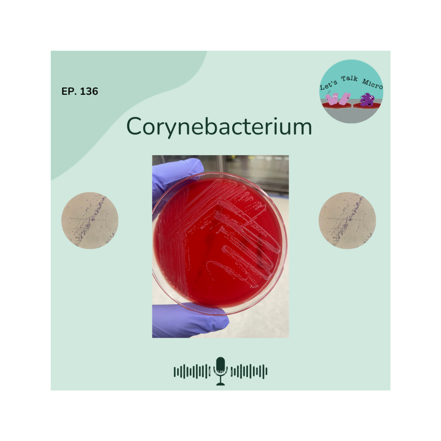136: Corynebacterium