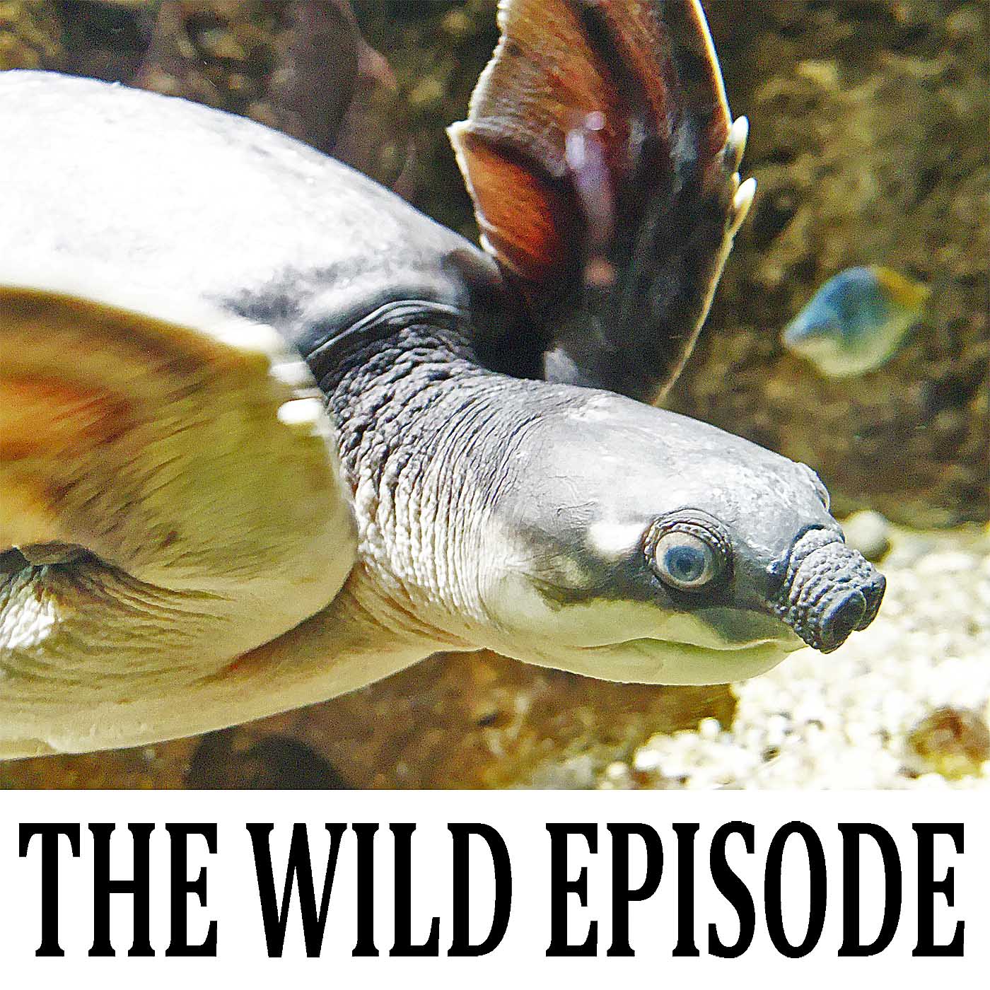 The Wild Episode