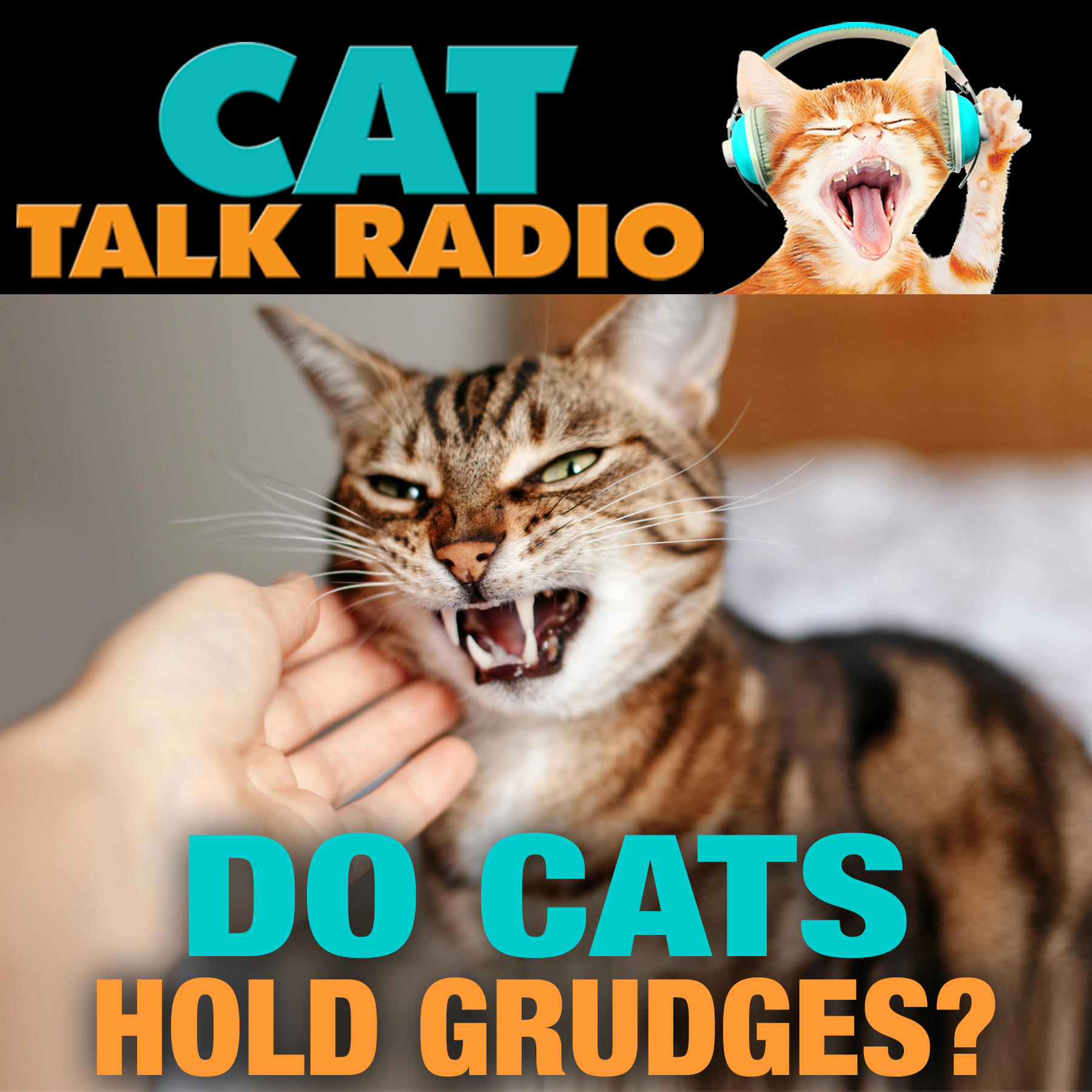 Do Cats Hold Grudges?